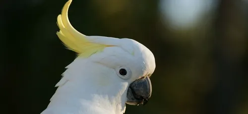 Ce célèbre cacatoès, star de YouTube, a inventé quatorze pas de...