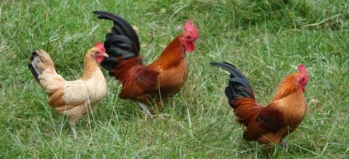 Un village accueille les touristes qui se plaignent du bruit avec...