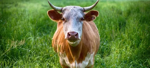 Un taureau s’est échappé d’un abattoir à Meaux ! (Vidéo)