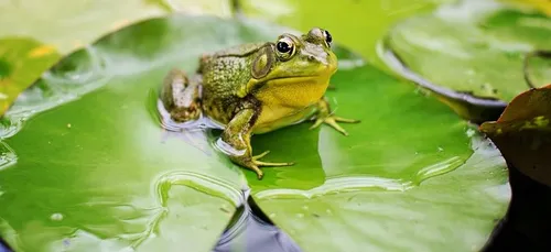 Les grenouilles de ses voisins coassent trop fort, il appelle la...