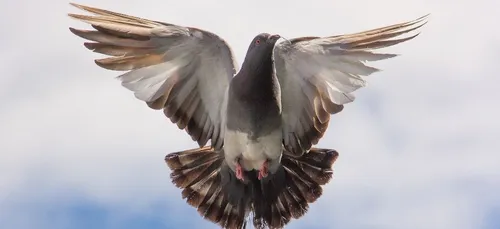 Il glisse sur une fiente de pigeon, on lui offre 30 000 euros