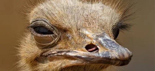 Seine-et-Marne : deux autruches tuées et trois volées dans une ferme