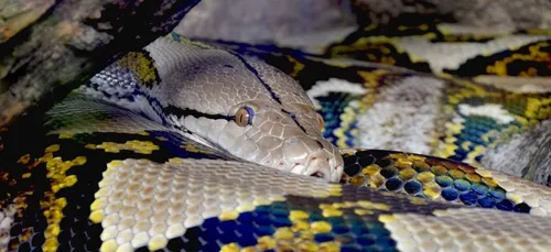 Un python recrache entièrement un chien en pleine rue (vidéo)