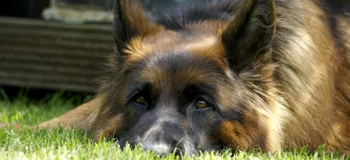 Un homme fait scandale en traînant son chien à l'arrière de sa...