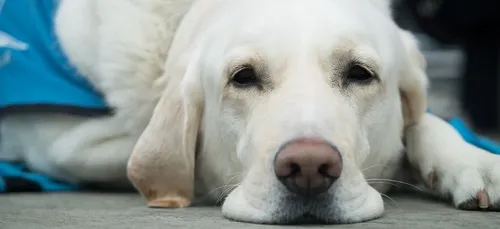 Un non-voyant et son chien recalés d'un restaurant pour ne pas...
