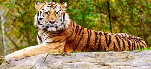 Seine-et-Marne : le Parc des Félins invite les visiteurs à choisir...