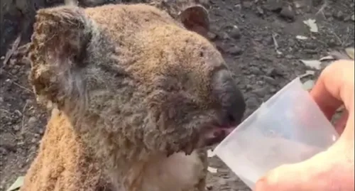 Le sauvetage de ce koala suite aux incendies en Australie émeut la...