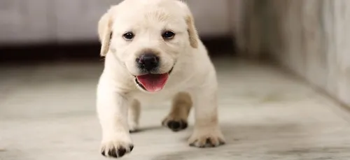 Job de rêve : partez à Londres vous occuper de deux labradors pour...