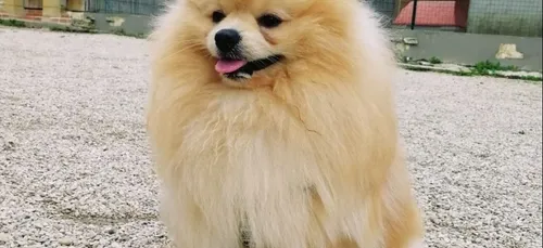 Seine-et-Marne : 5 000 demandes d’adoption pour le petit chien...