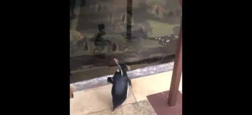 Coronavirus : un pingouin profite de l'épidémie pour rendre visite...