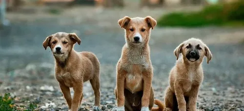 Coronavirus : la SPA craint un abandon massif des animaux