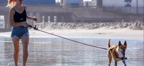 Promener son chien en peluche  : en Espagne on se joue du...
