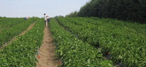 Le gouvernement appelle les français à aider dans les champs