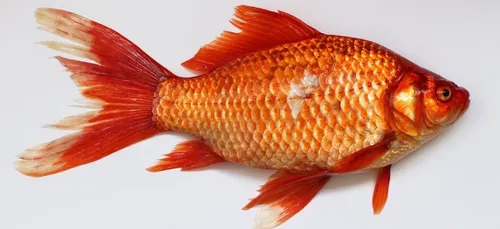 Coronavirus : Google demande à ses salariés de ne pas faire de...