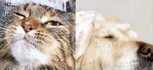 Ne désinfectez pas vos chiens et vos chats mais...