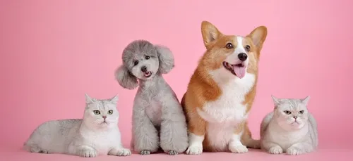 Les déplacements pour adopter un animal à la SPA bientôt autorisés