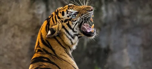 Faute de revenus, un zoo envisage de tuer certains de ses animaux...