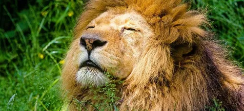 Des lions profitent du confinement pour s’installer sur une route...