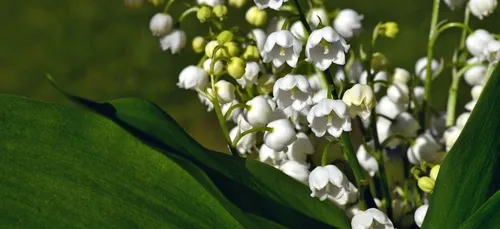 Découvrez comment acheter votre muguet vendredi