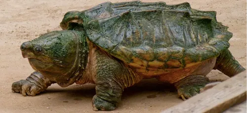Une impressionnante tortue-alligator trouvée dans un parc des...