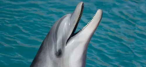 Un dauphin aperçu dans le port d’Amsterdam (Vidéo)