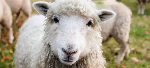 Des moutons envahissent des rues en pleine nuit (Vidéo)