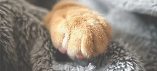 Un chaton né avec deux visages scotche les internautes (vidéo)