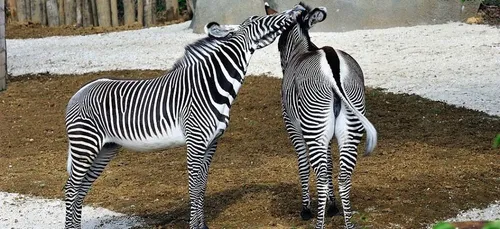 Le zoo de Vincennes rouvre après un confinement productif