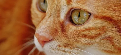 Elle retrouve son chat à 500 km de chez elle, 5 ans après sa...