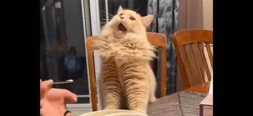 La réaction hilarante de ce chat qui goûte de la glace fait le tour...