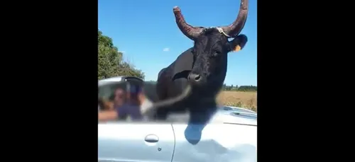 Un conducteur surpris en train de rouler avec un taureau dans sa...