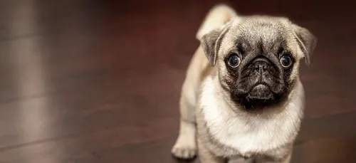 Quand Snapchat transforme votre chien en personnage Disney (photos)