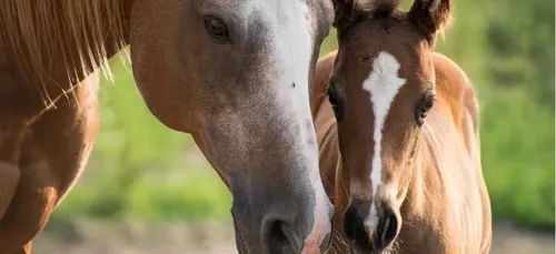 Mutilation de chevaux : les centres équestres du Val-d’Oise sur le...