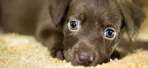 Mois de l’adoption : plus de 8 000 animaux abandonnés cet été