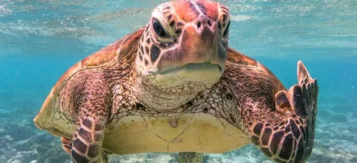 Voici les photos d’animaux les plus drôles de l’année 2020