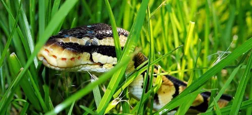 Un enfant trouve un python dans une forêt à Anglet (Photos)