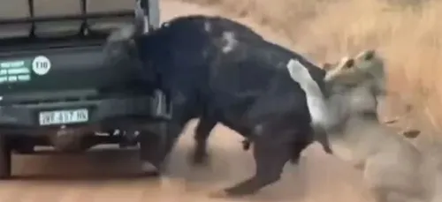 Un buffle monte dans un 4x4 de touristes pour échapper à un lion en...