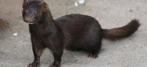 Covid : le Danemark abat 15 millions de visons d’élevage pour...