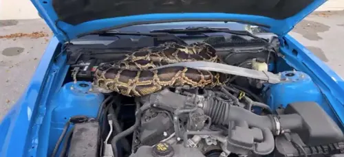Un serpent de 3 mètres découvert sous le capot d’une voiture (Vidéo)