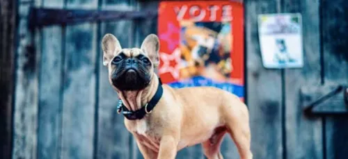 Un chien élu maire d’un petit village américain (Photo)
