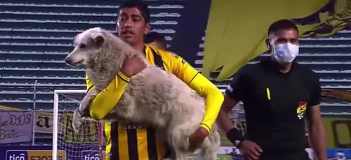 Bolivie : un chien errant débarque sur le terrain en plein match,...