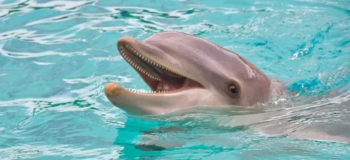 Le Parc Astérix renonce à ses dauphins !