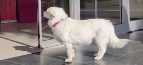 Un chien patiente 6 jours devant l’hôpital où son maître a été...