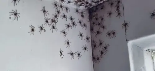 Une mère découvre une centaine d’araignées dans la chambre de sa...