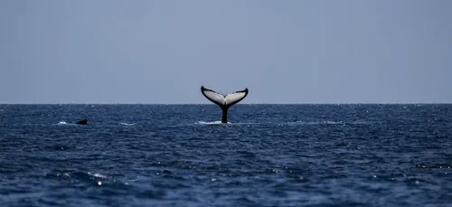 Ces pêcheurs vont devenir millionnaires grâce à... du vomi de...
