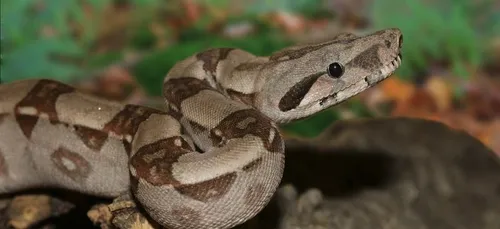 Une mère tombe nez à nez avec un boa dans une forêt en Bretagne...