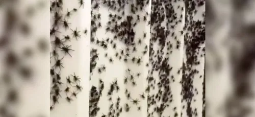 Australie : des millions d'araignées fuient les inondations et...