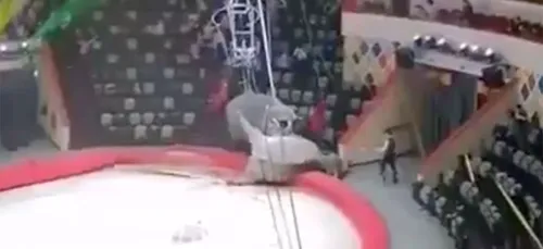 Deux éléphantes se battent en plein cirque, une enquête ouverte...