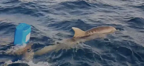 Un homme sauve un dauphin et son petit à Saint-Cyr-sur-Mer (Vidéo)