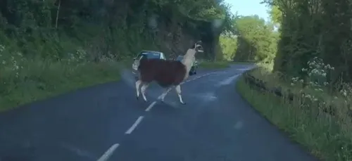 Une automobiliste se retrouve face à un lama près d’Angers (Vidéo)